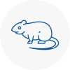 Rat Control St Albans
