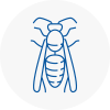 St Albans Wasp Nest Removal